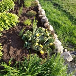 🌵My beautiful Cacti blooming 🌻